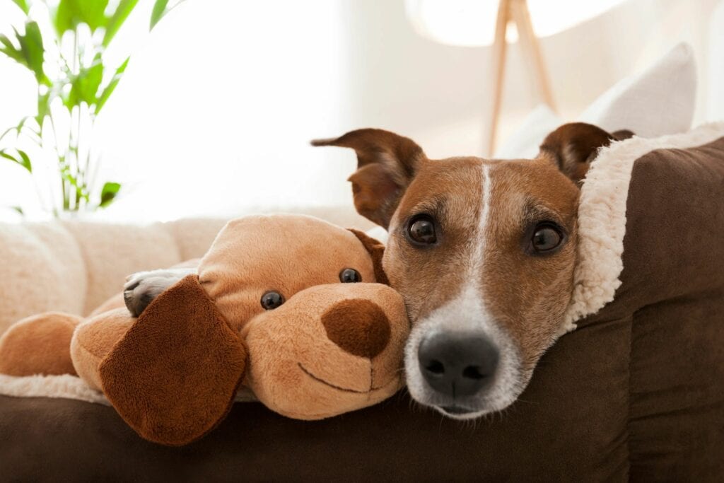 A dog laying on the couch with his head on a teddy bear.