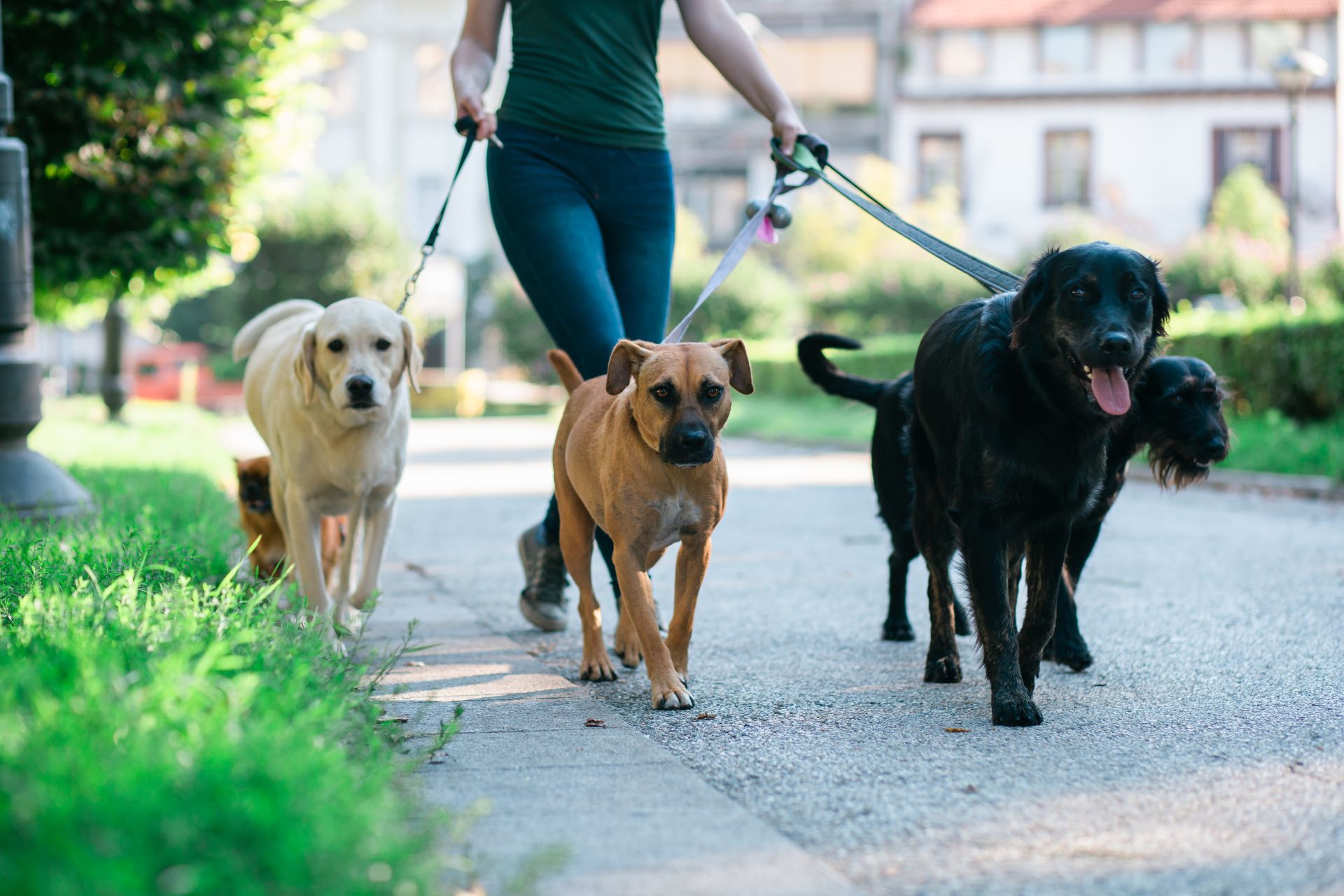 A woman walking three dogs on two leashes.